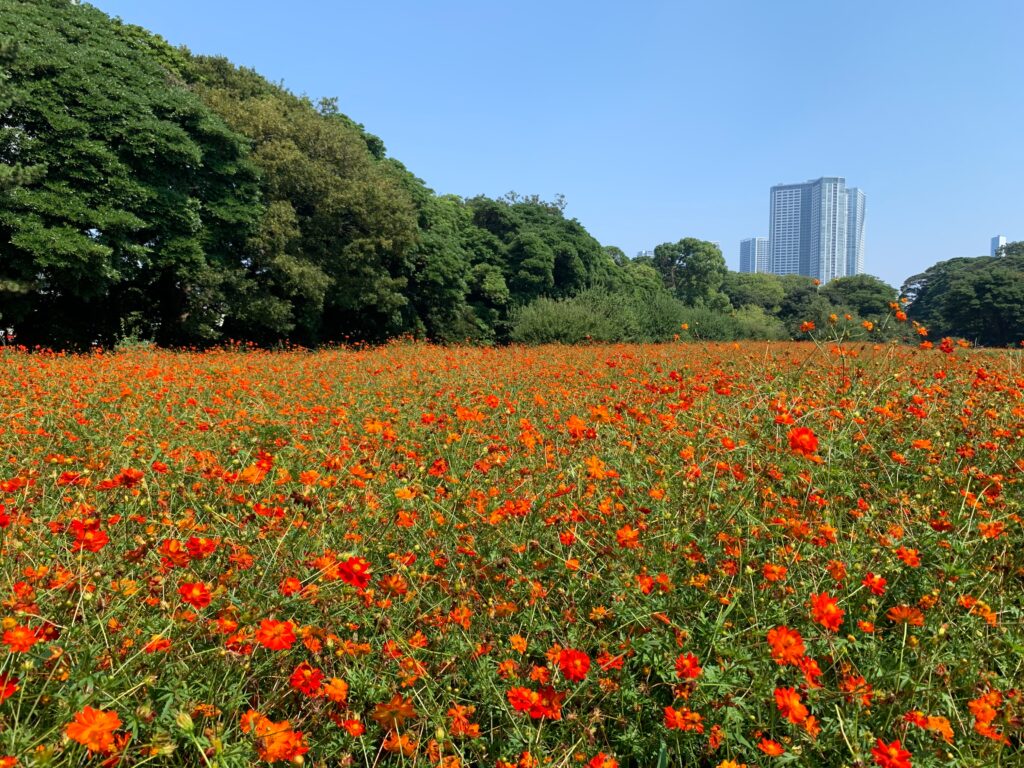 Hamarikyu Gardens in Tokyo, Japan