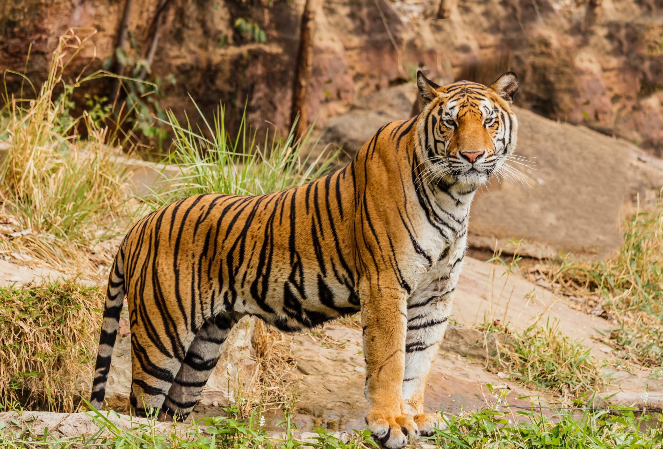 The Best Places to See Wildlife in the World