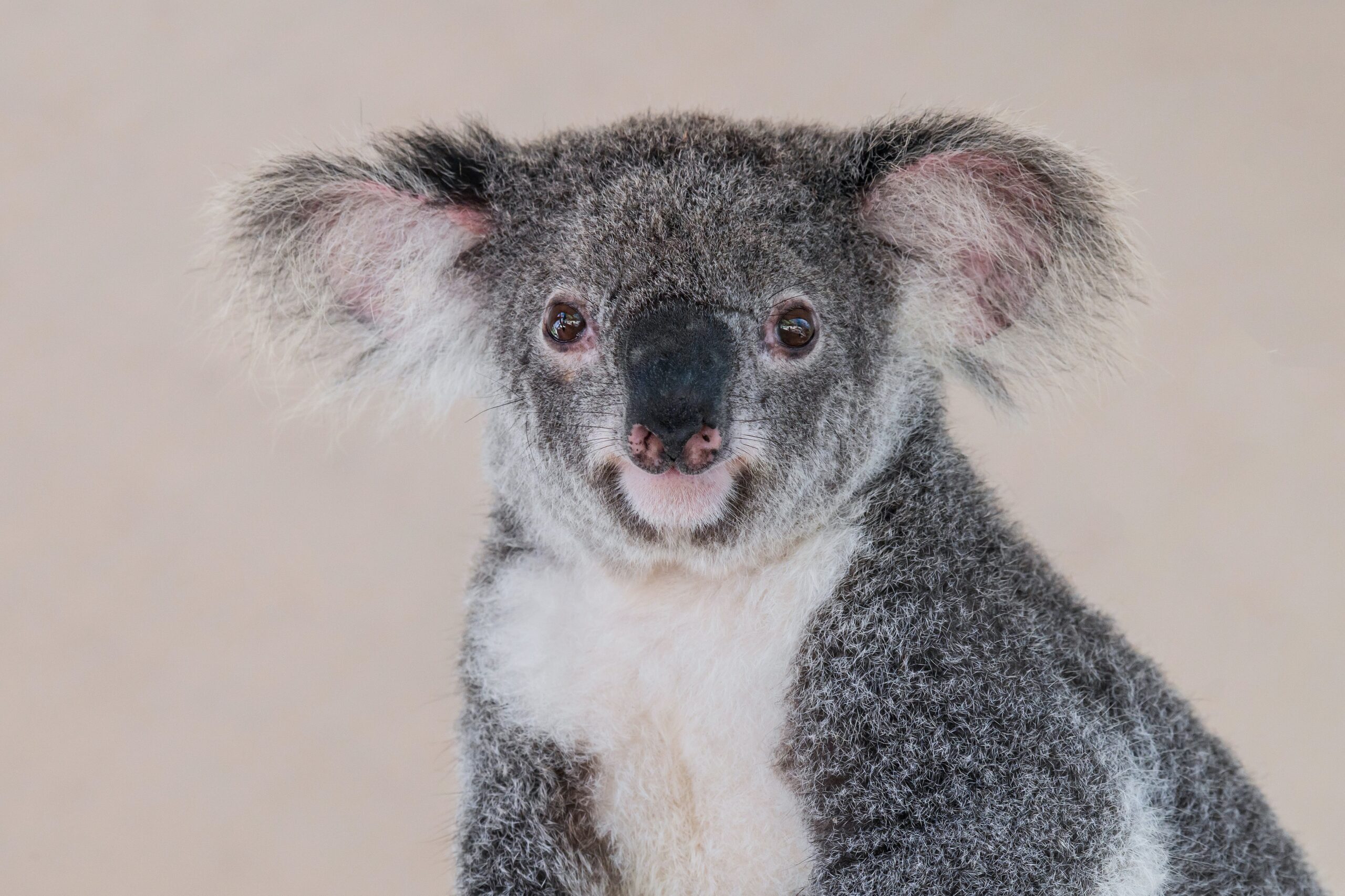 close up of a koala