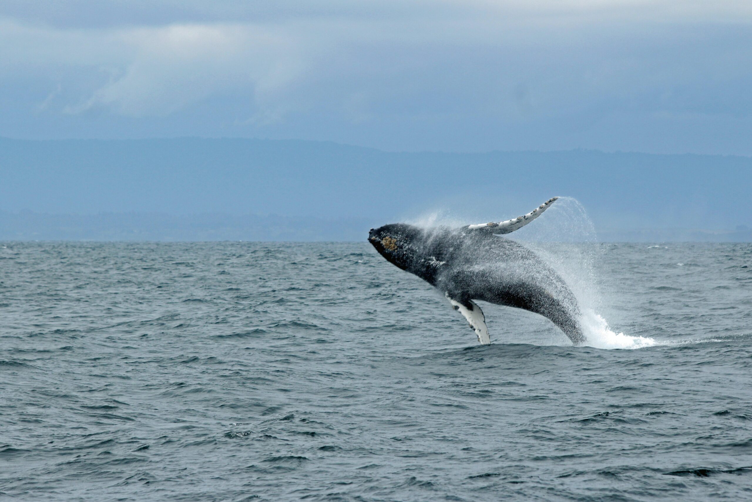 The Best Places to Go Whale Watching