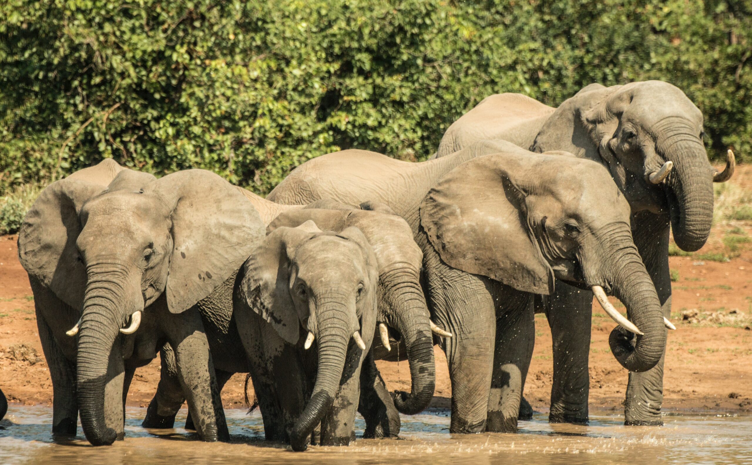 Safari Adventure in Kruger National Park, South Africa
